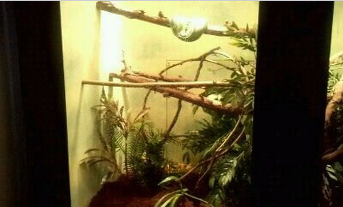 Reptile House-Green Tree Python exhibit