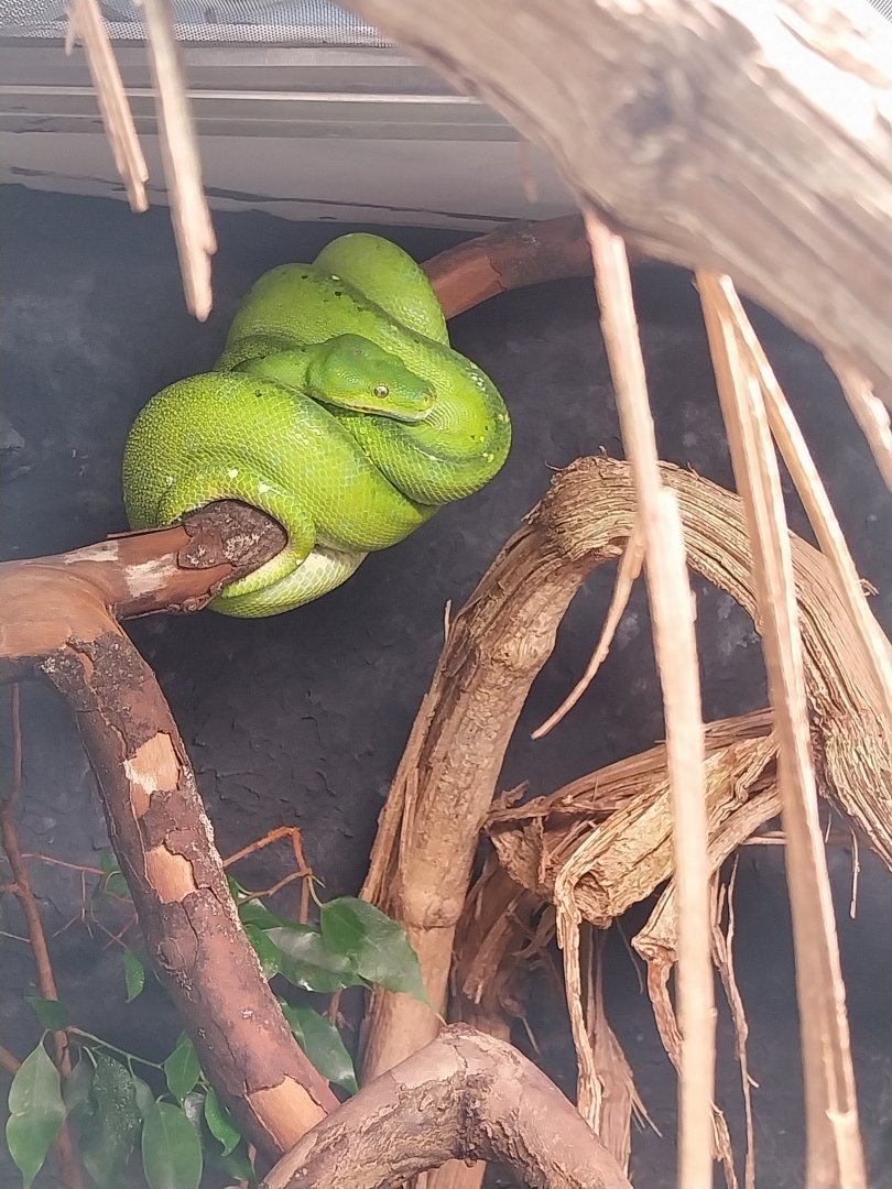 Reptile house - Green Tree Python (Morelia viridis)
