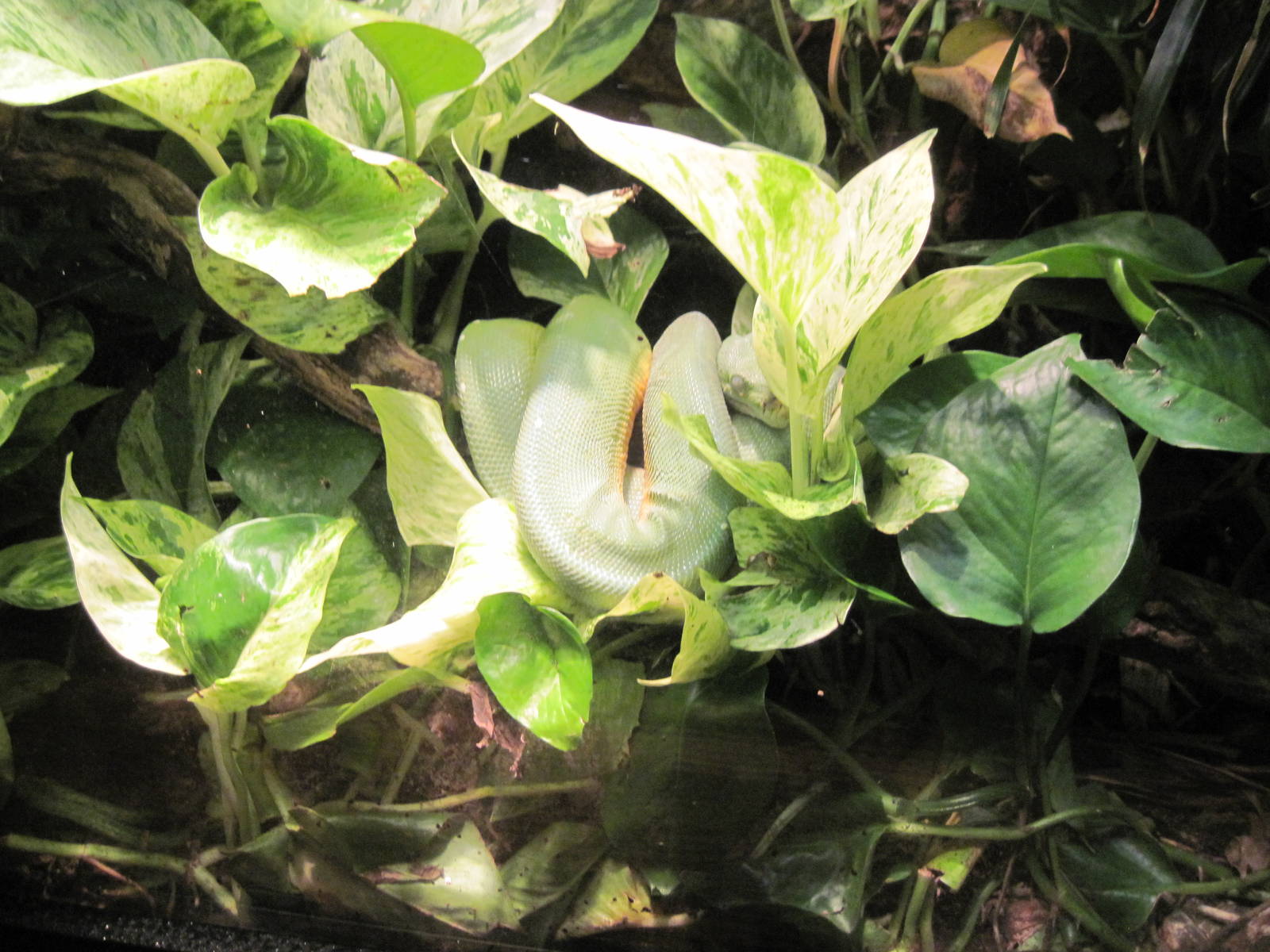 Reptile House-Green Tree Python