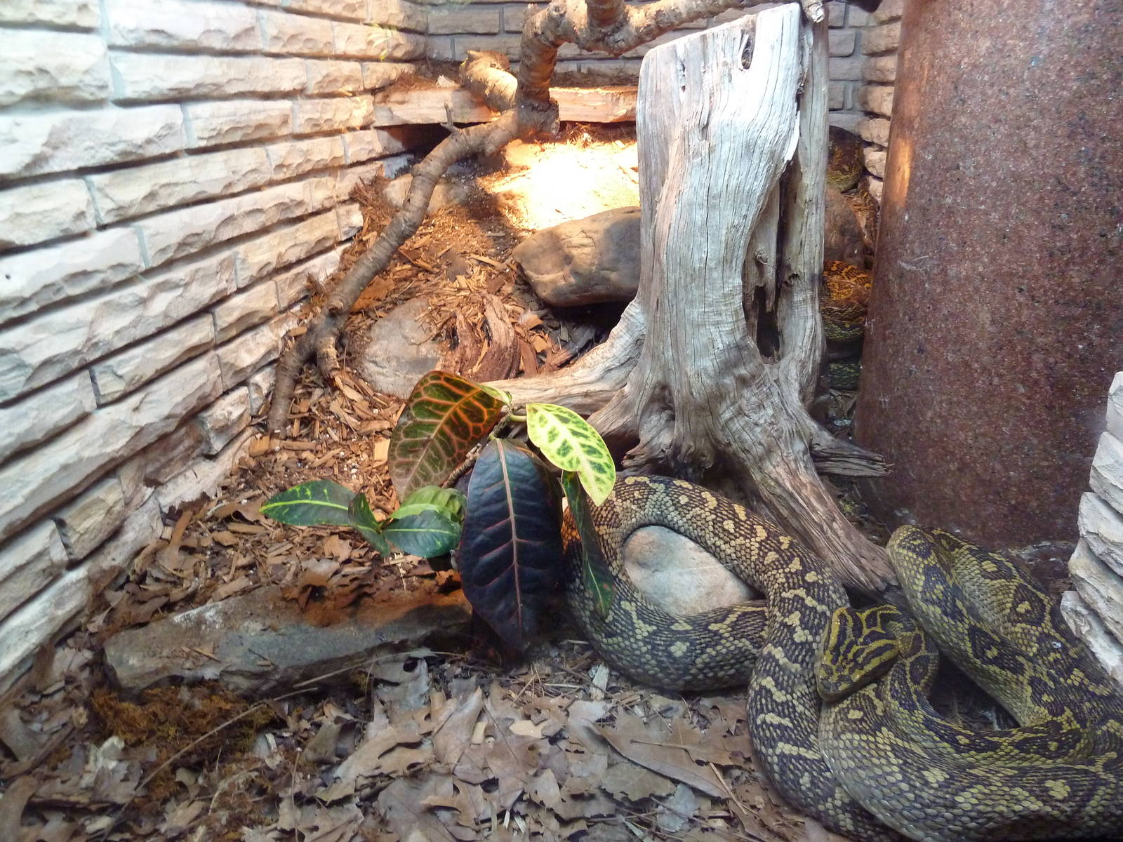 Reptile House - Habu Exhibit