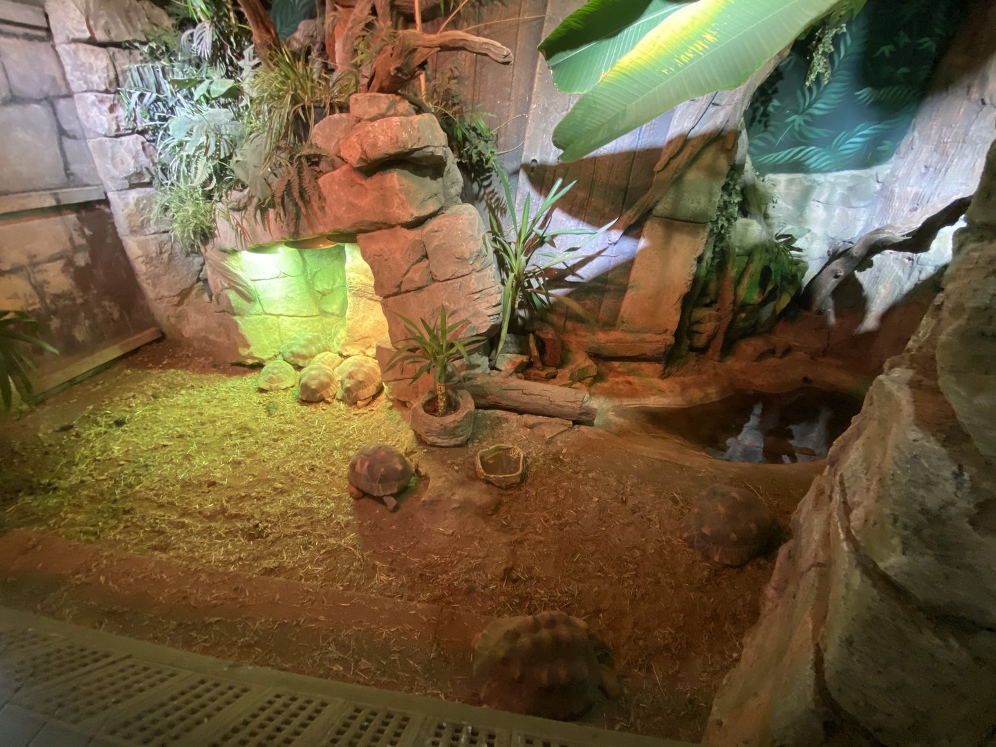 Reptile House - Hermann’s and Radiated tortoise mixed exhibit 280423