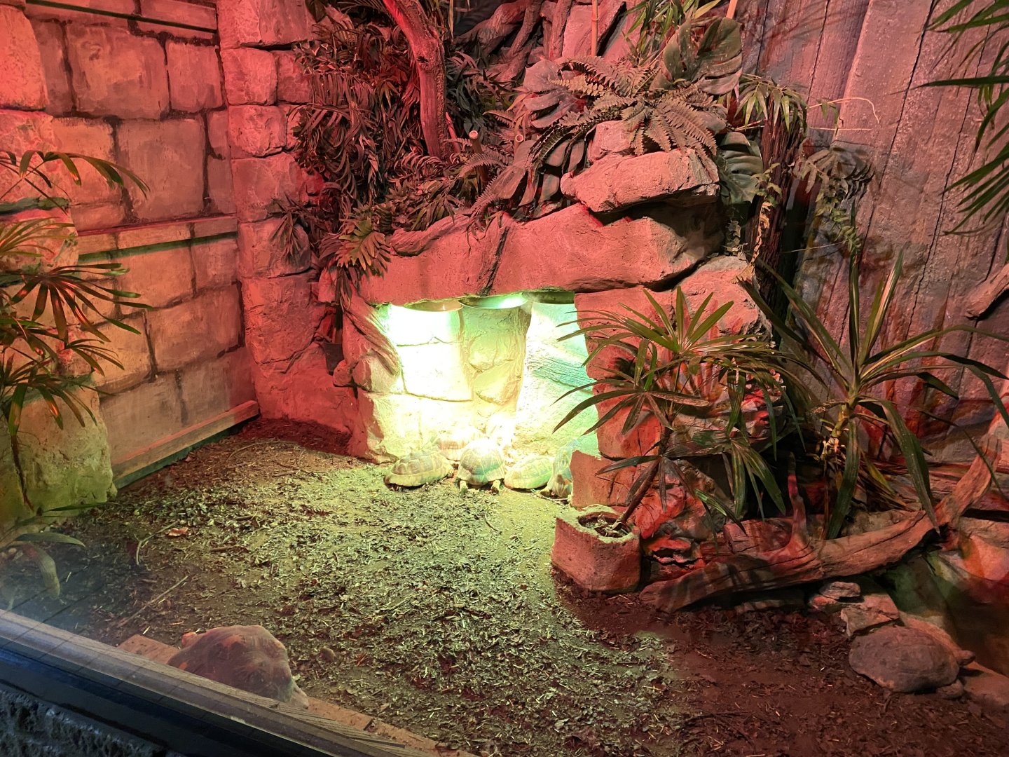 Reptile House - Hermann's tortoise and Radiated tortoise exhibit 280222