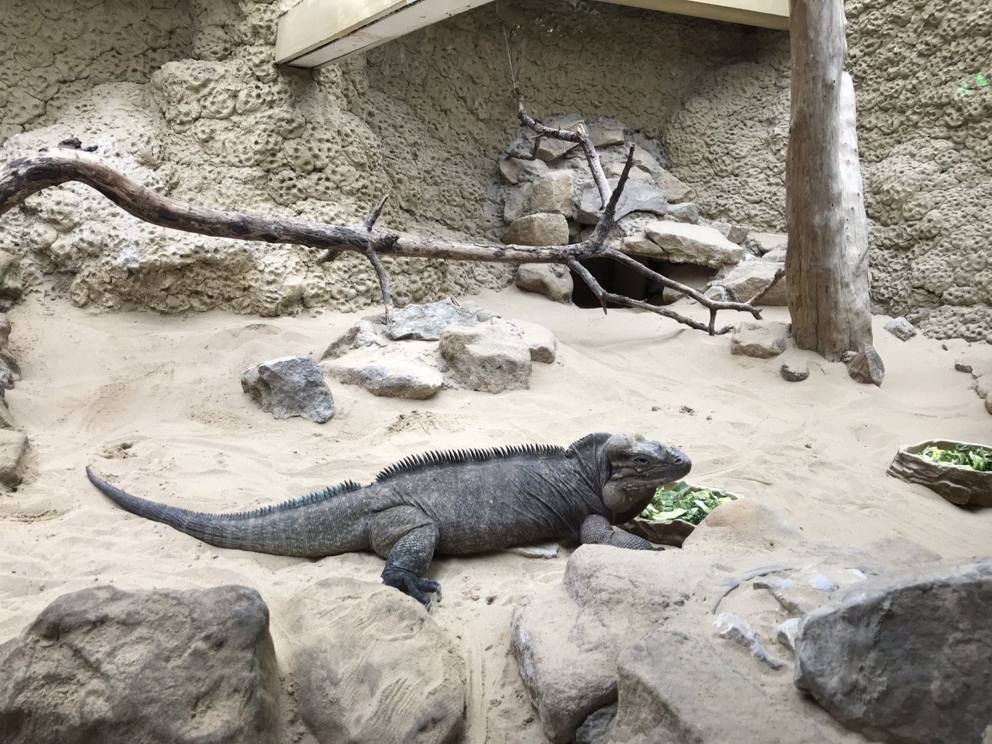 Reptile House - Hispaniolan rhinoceros iguana 230619