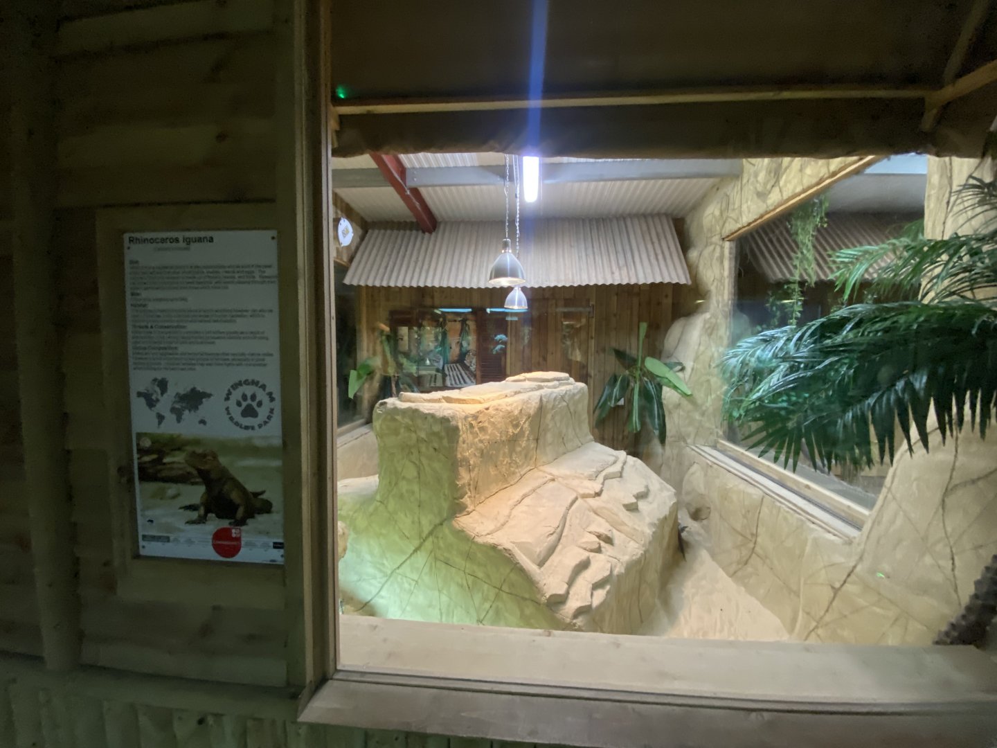 Reptile House - Hispaniolan rhinoceros iguana exhibit 030924