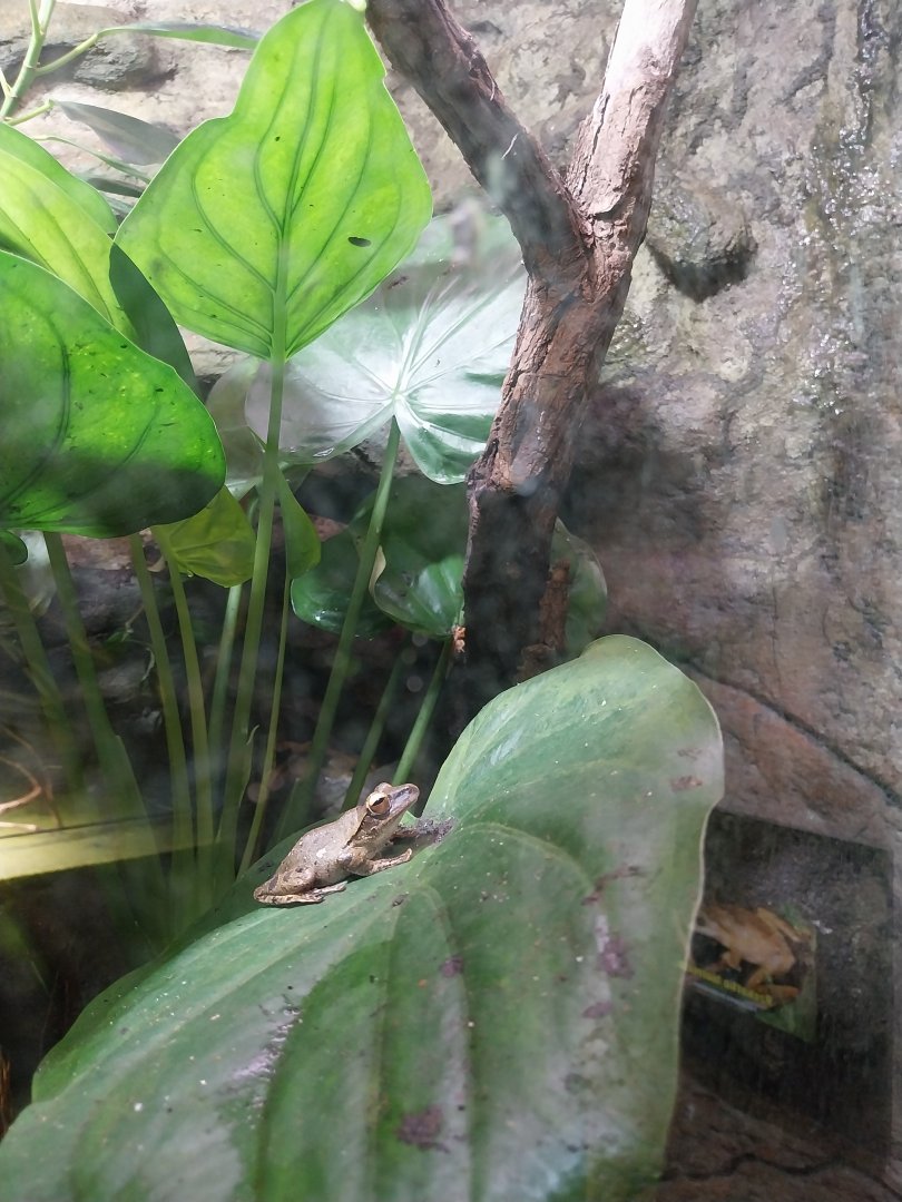 Reptile House - Hong Kong spot-legged tree frog (Polypedates megacephalus)