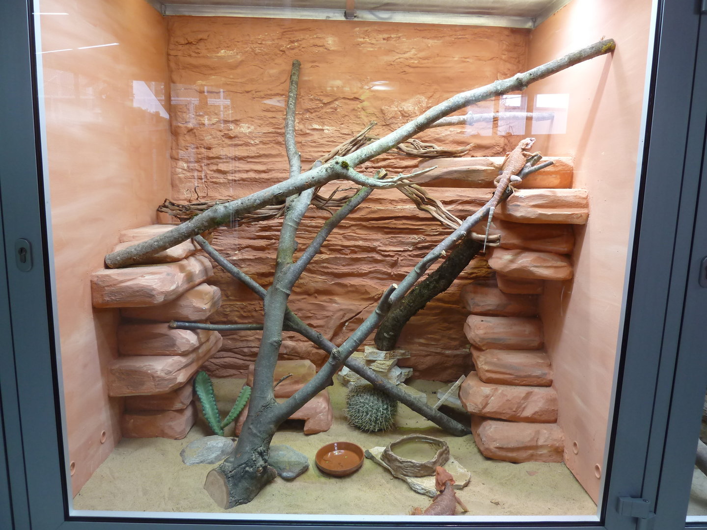 Reptile house - identification?