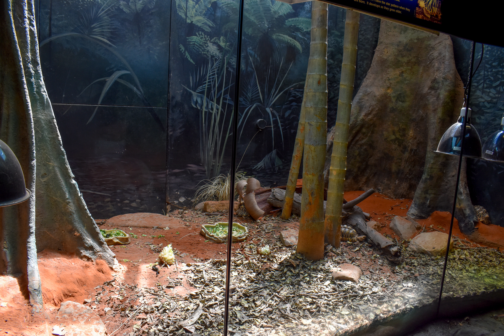 Reptile House - Indian Star Tortoise Enclosure