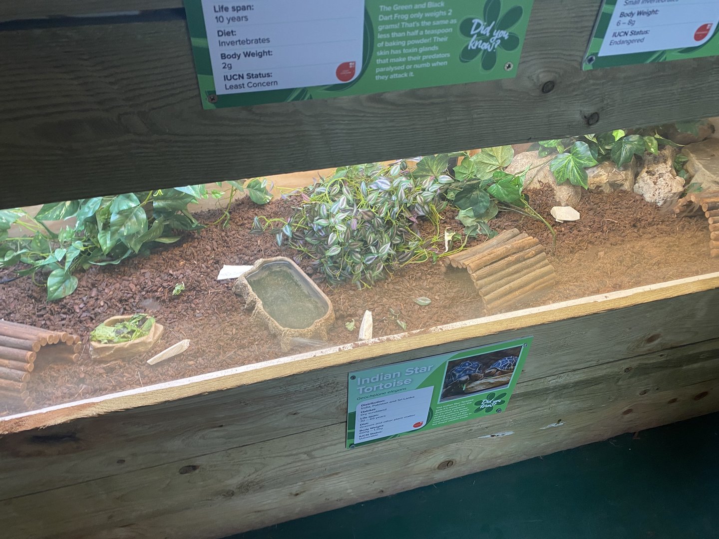 Reptile House - Indian star tortoise exhibit 231022