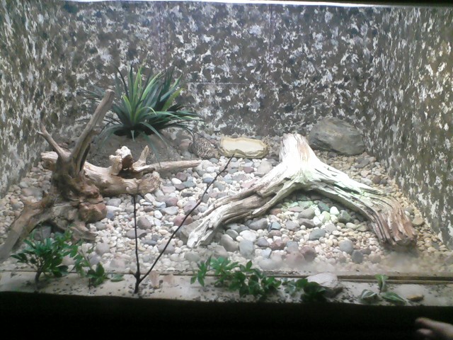 Reptile House- Indian Star Tortoise exhibit