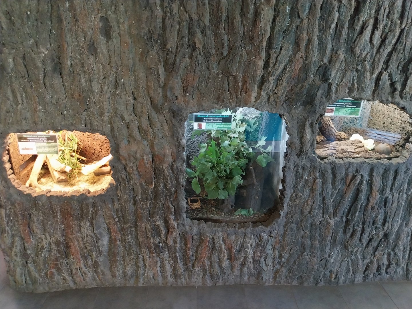 Reptile House - insects