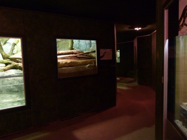 Reptile house interior