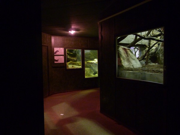 Reptile house interior