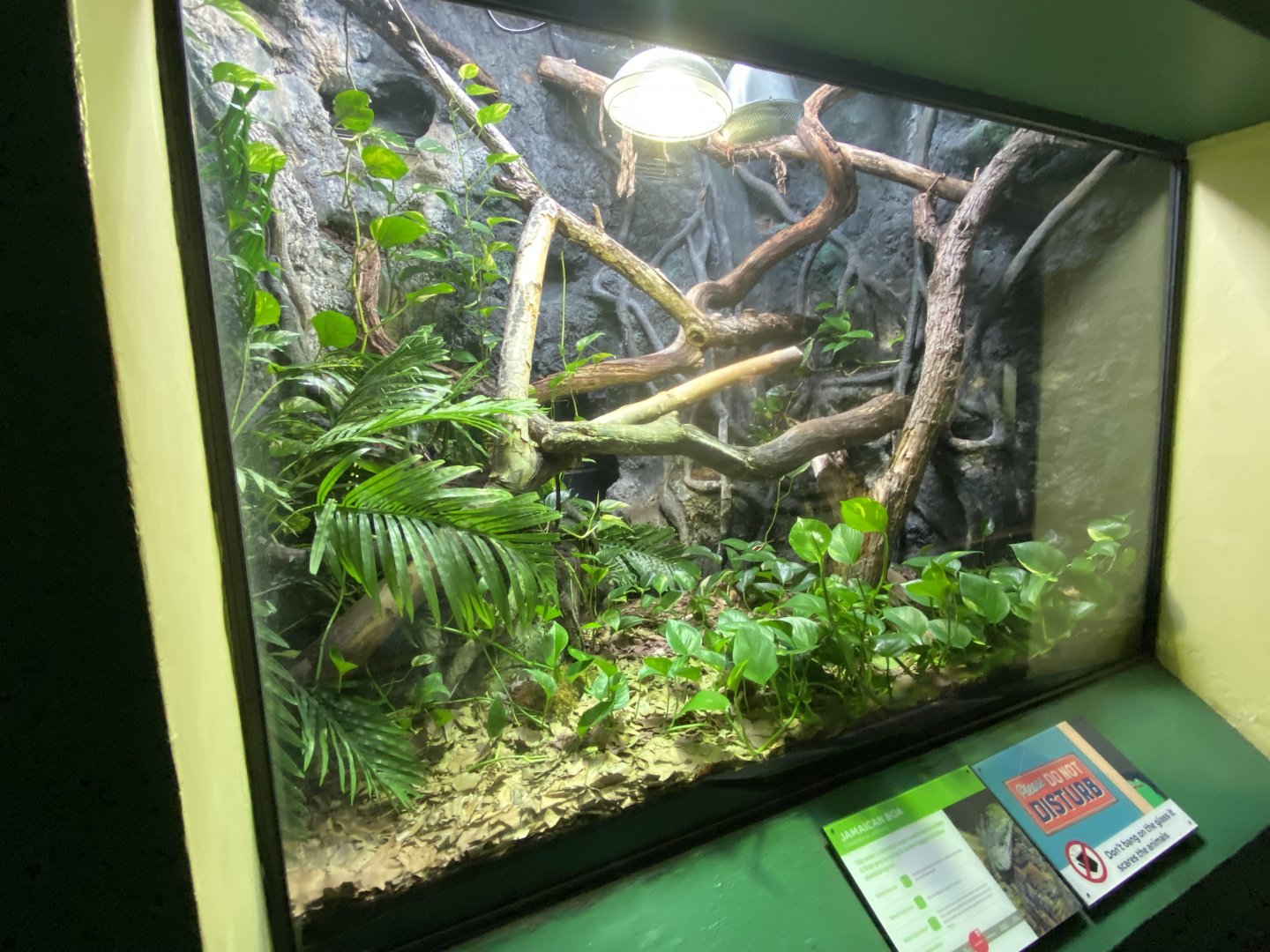 Reptile House - Jamaican boa exhibit 180322