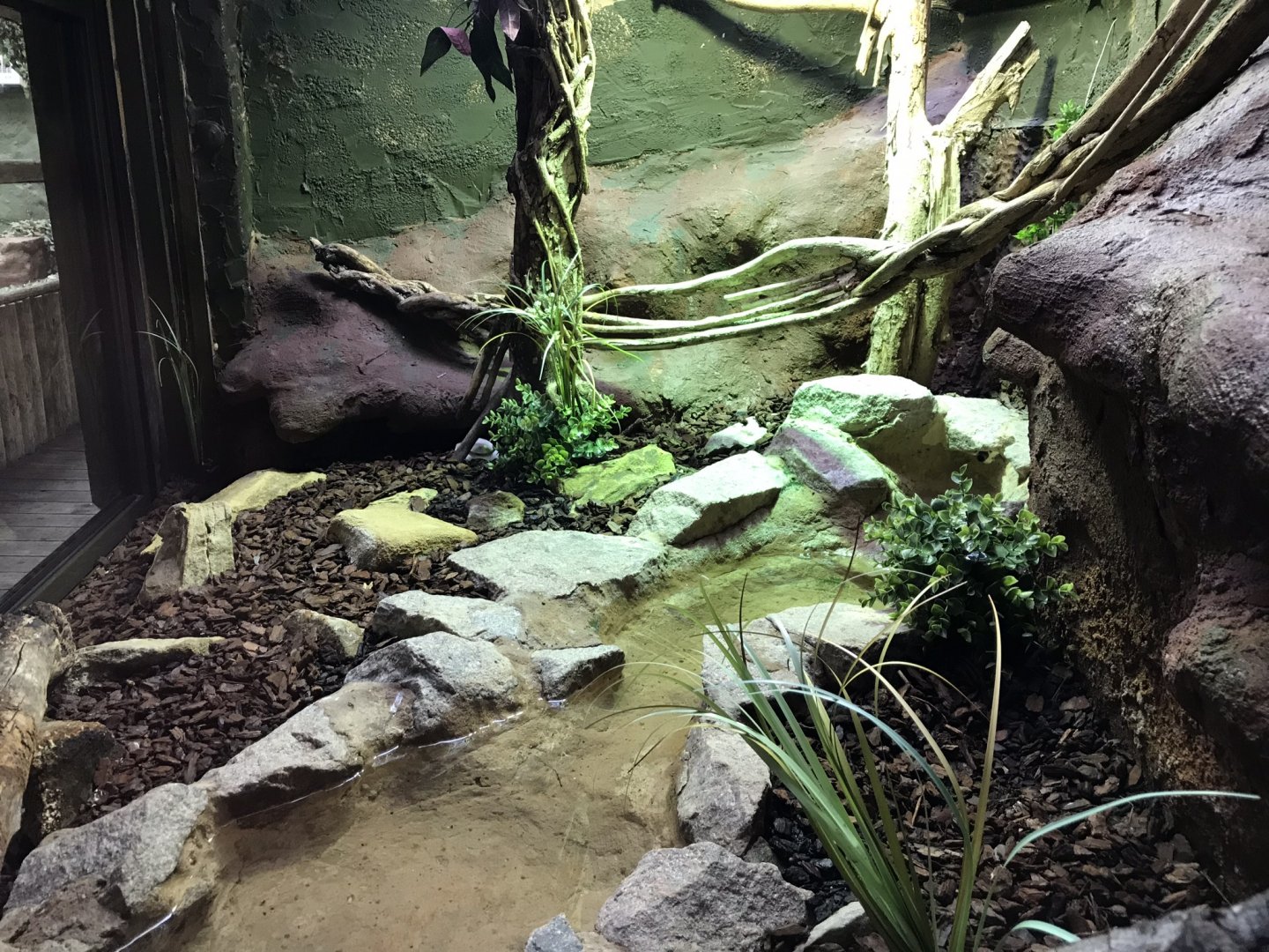 Reptile House - Jamaican boa exhibit 230619
