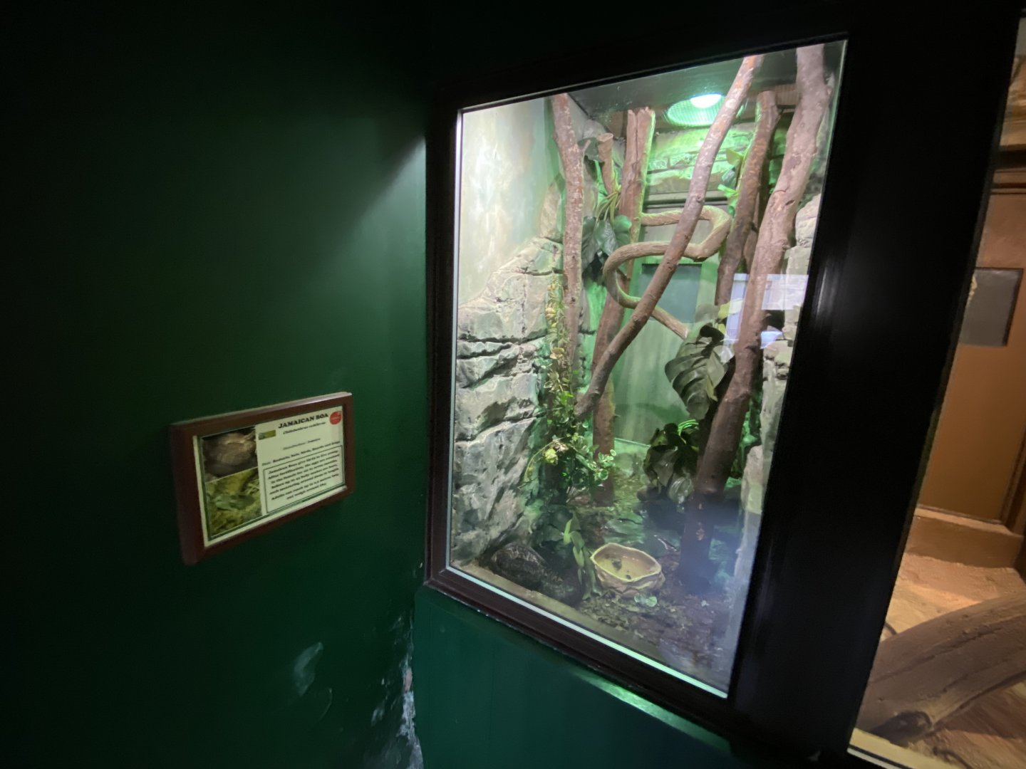 Reptile House - Jamaican boa exhibit 280222
