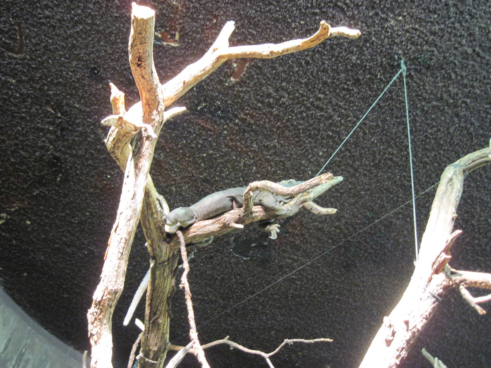 Reptile House-Jamaican Iguana