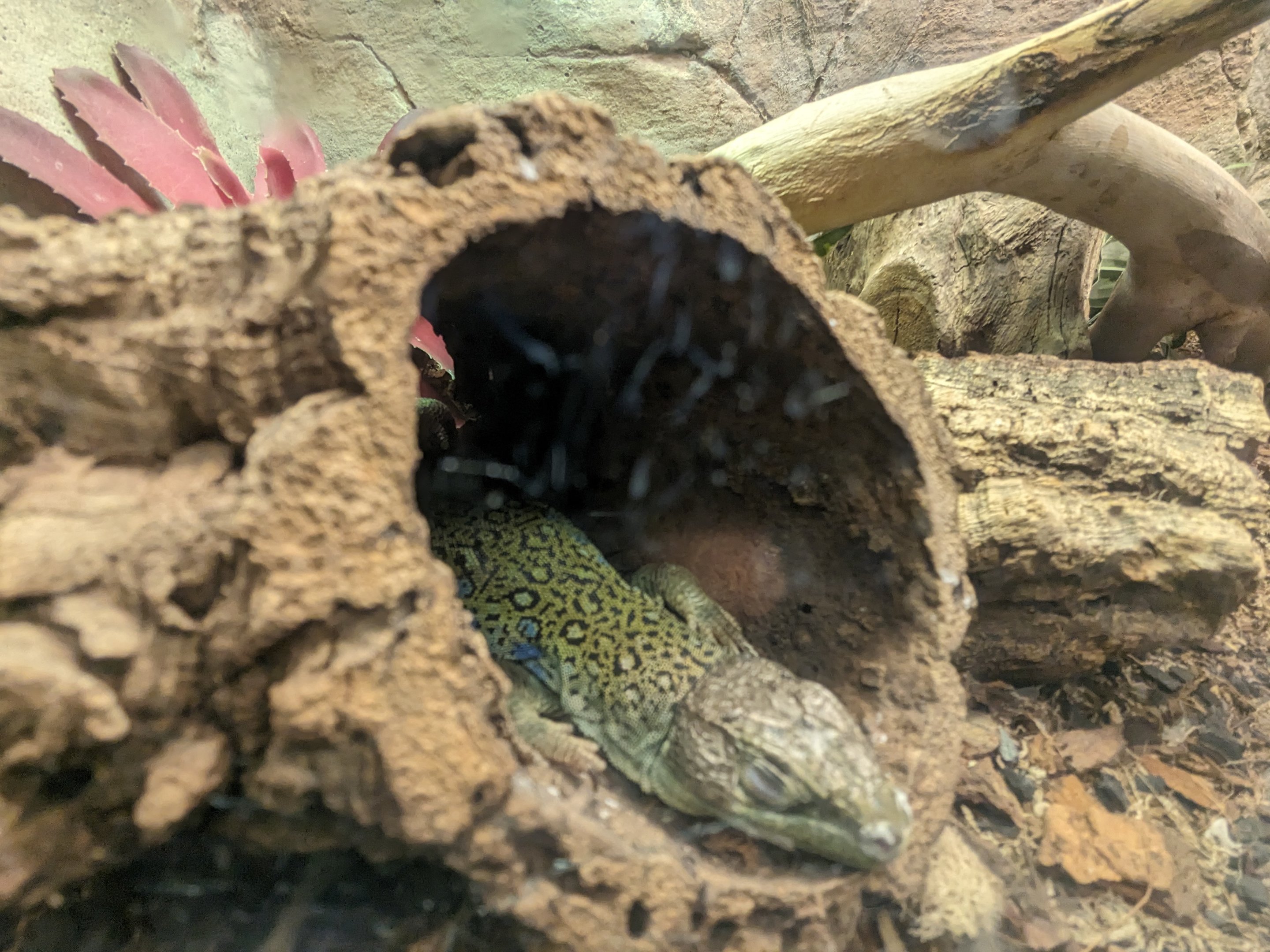 Reptile House - Jeweled Lacerta