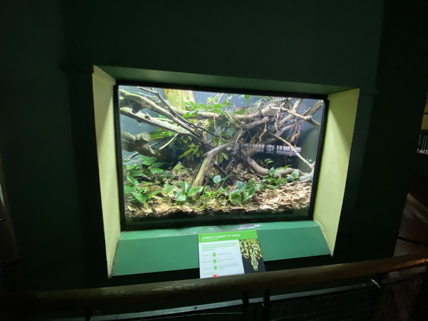 Reptile House - Jungle carpet python exhibit 180322