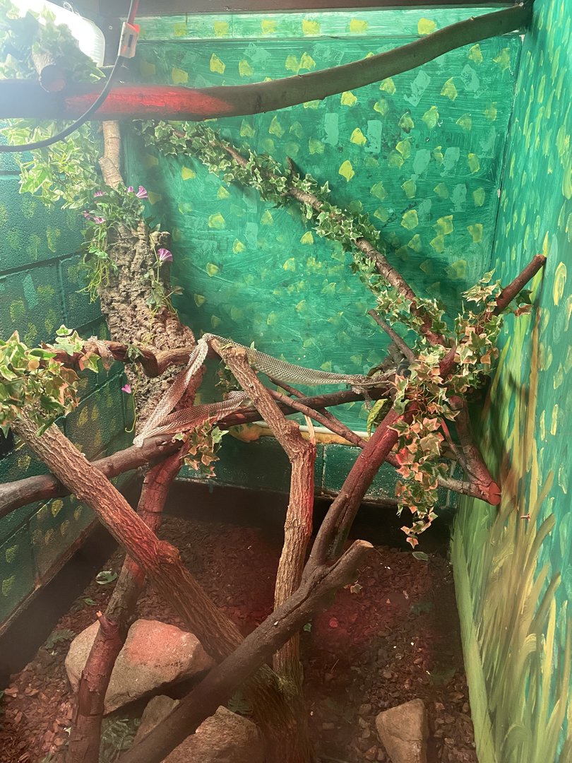Reptile House - Jungle carpet python exhibit 231022