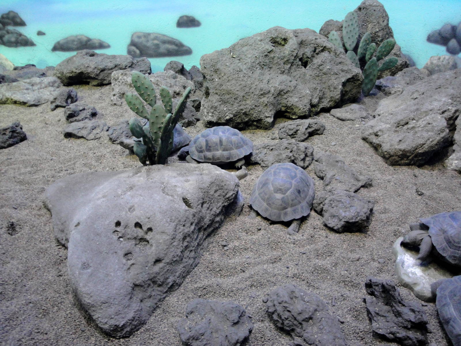 Reptile House - Juvenile Galapagos Tortoises