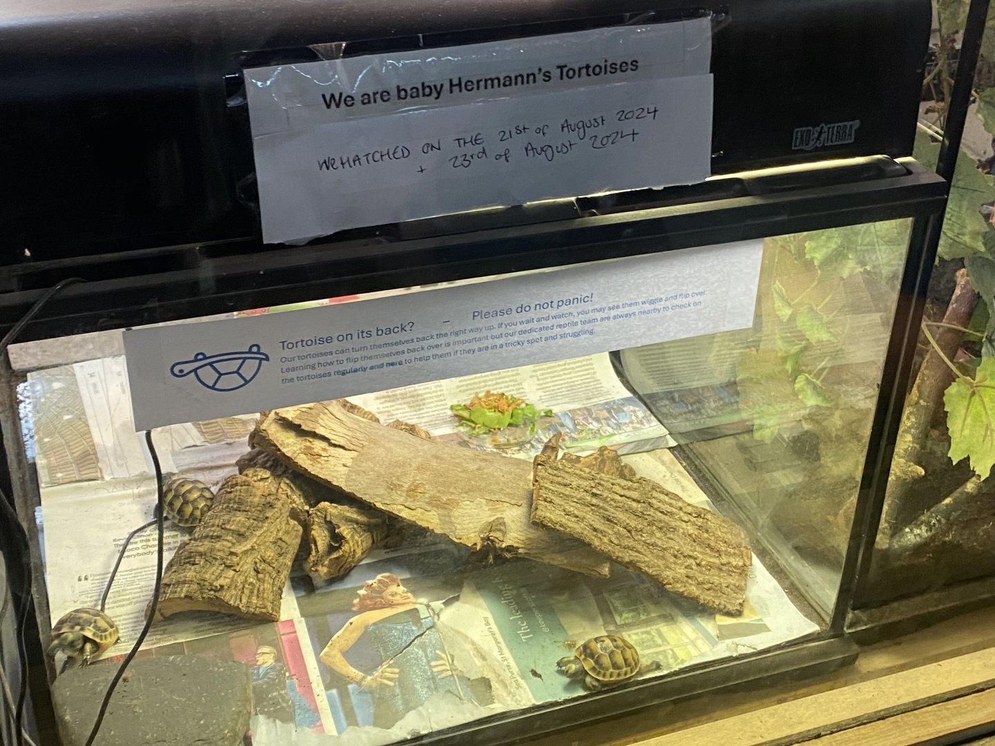 Reptile House - Juvenile Hermann’s tortoise exhibit 030924