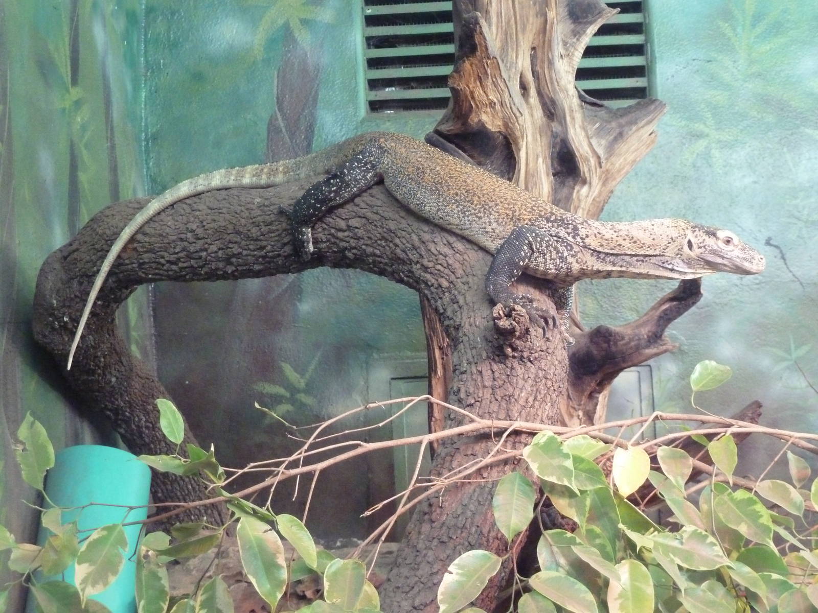 Reptile House - Juvenile Komodo Dragon