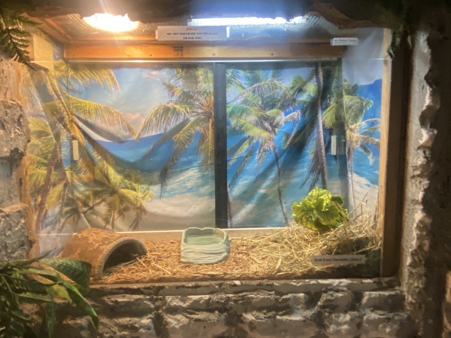 Reptile House - Juvenile Red-Footed Tortoise Terrarium