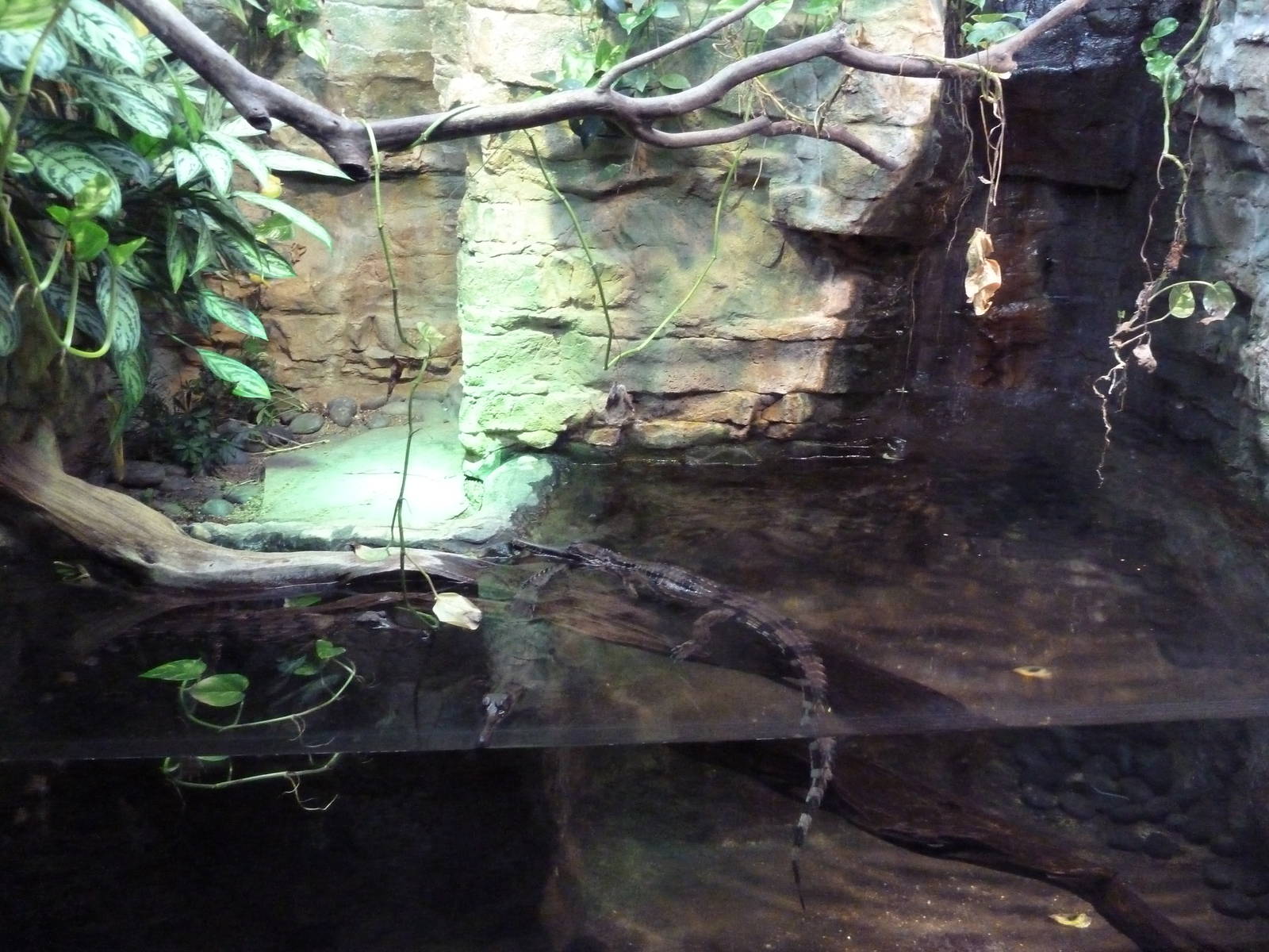 Reptile House - Juvenile Tomistoma Exhibit