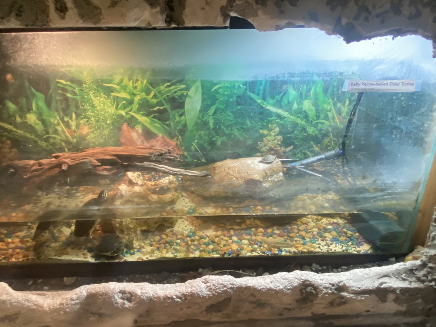 Reptile House - Juvenile Yellow-Bellied Slider Terrarium