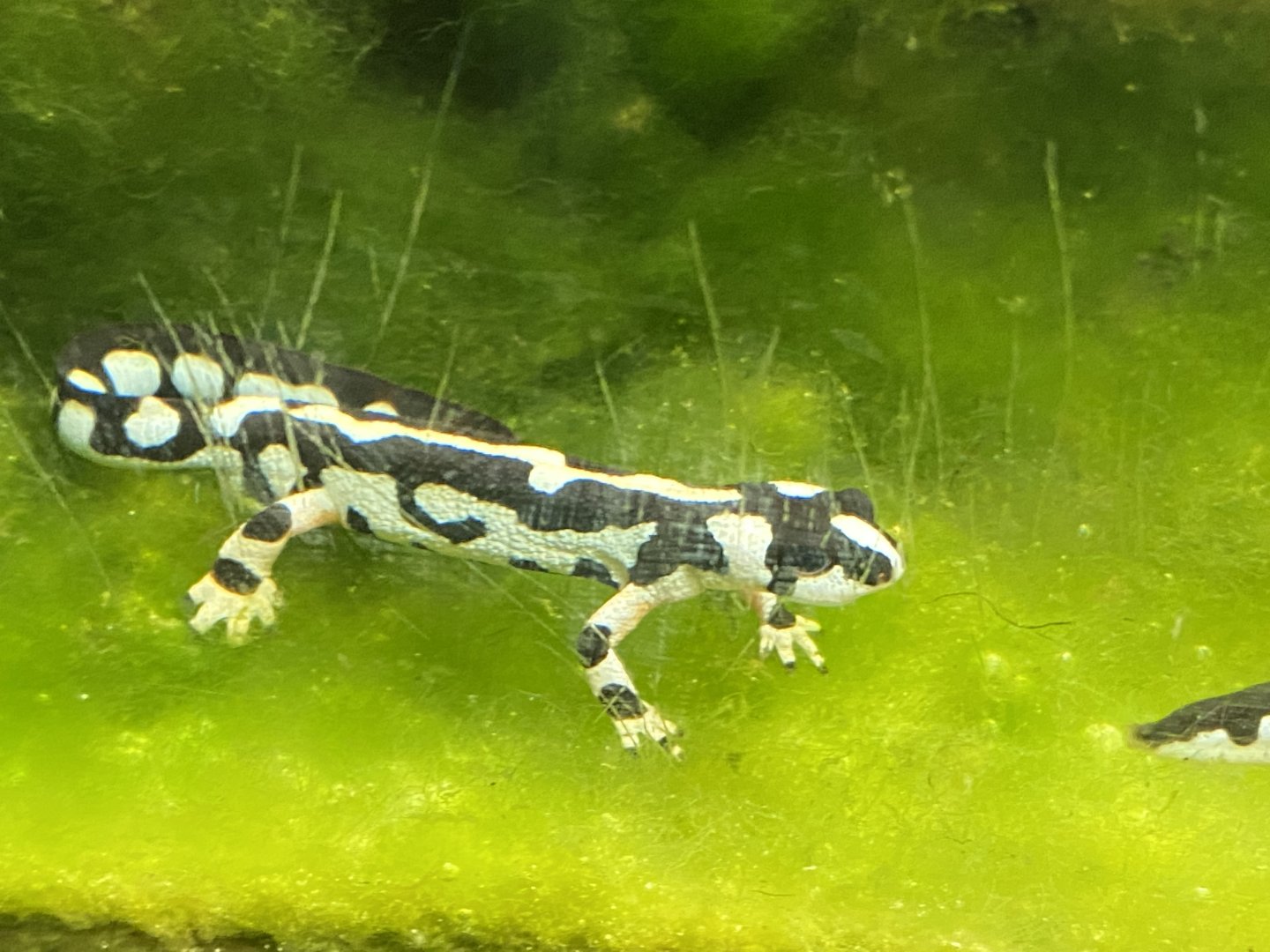 Reptile House - Kaisers spotted newt 180322