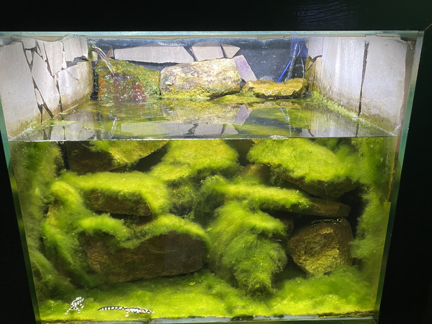 Reptile House - Kaisers spotted newt exhibit 180322