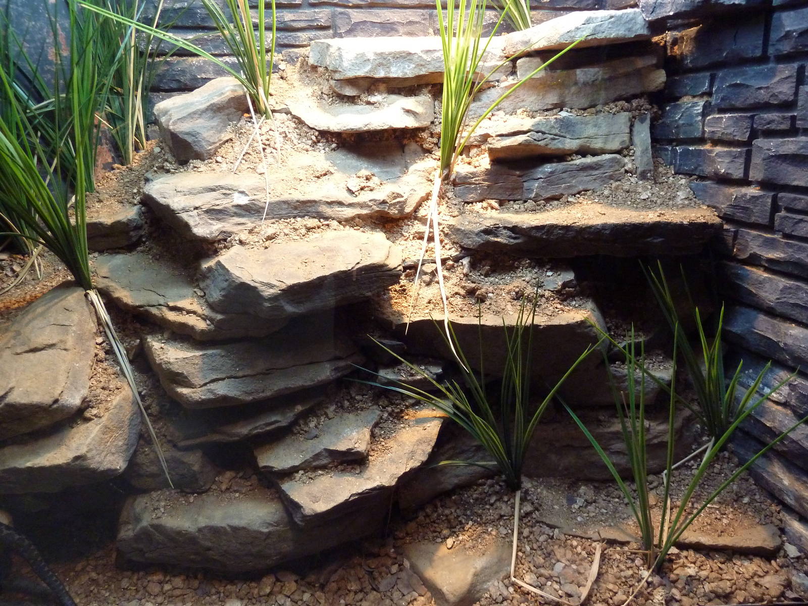 Reptile House - Kaznakov's Viper Exhibit
