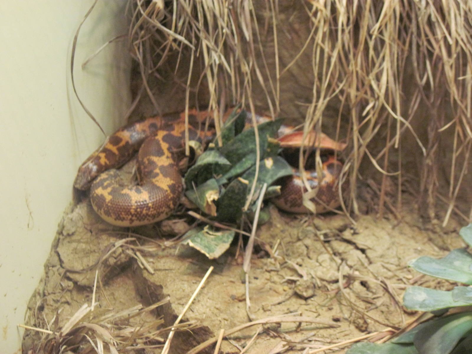 Reptile House-Kenya Sand Boa