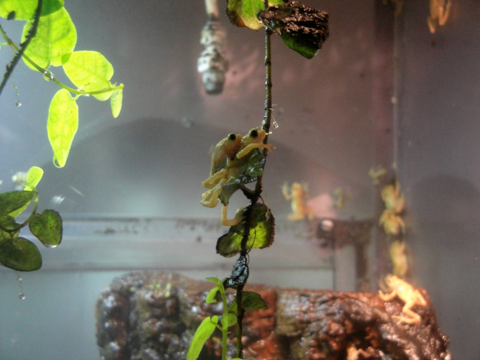 Reptile House - Kihansi Spray Toads