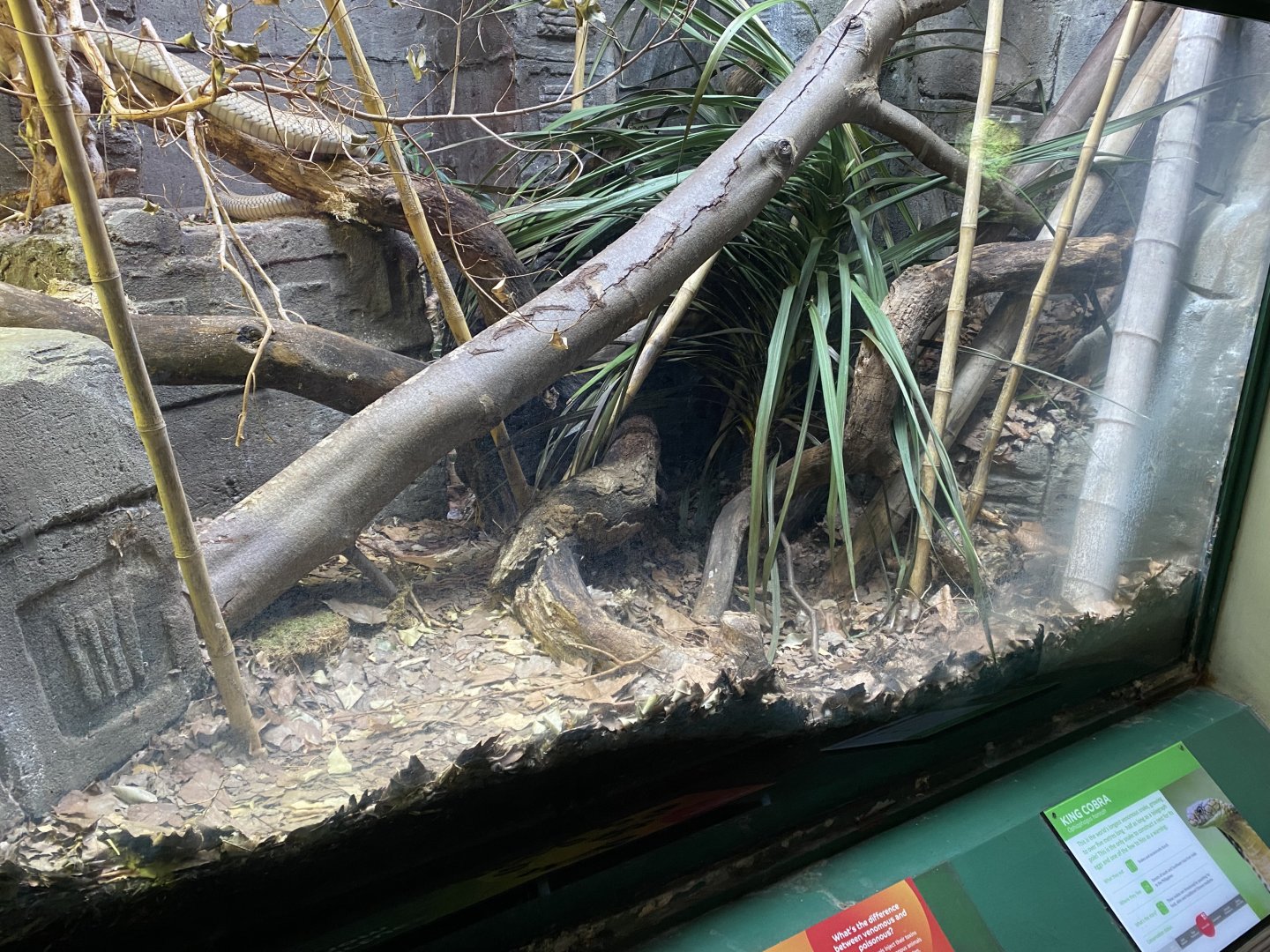 Reptile House - King cobra exhibit 180322