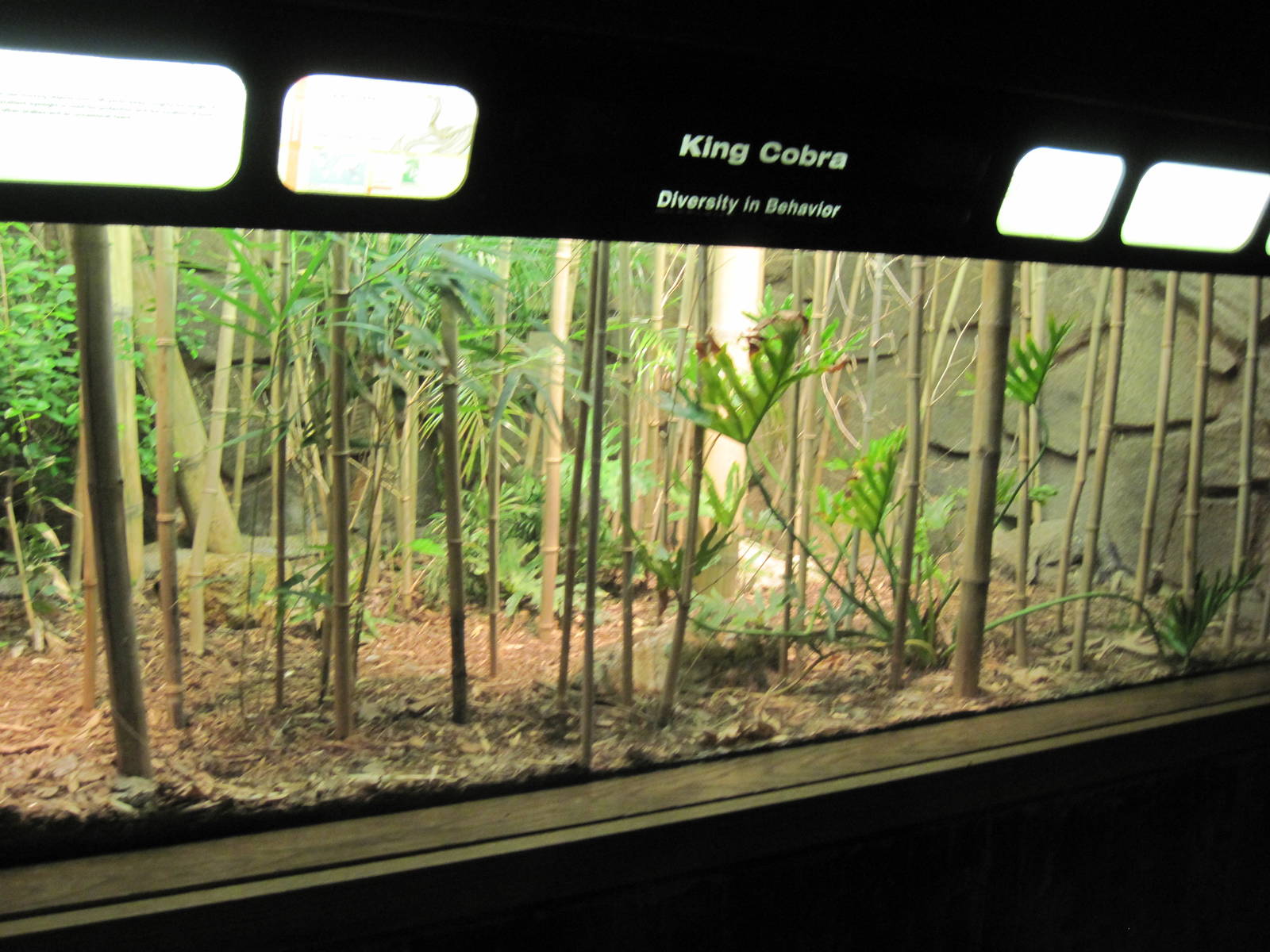 Reptile House-King Cobra Exhibit