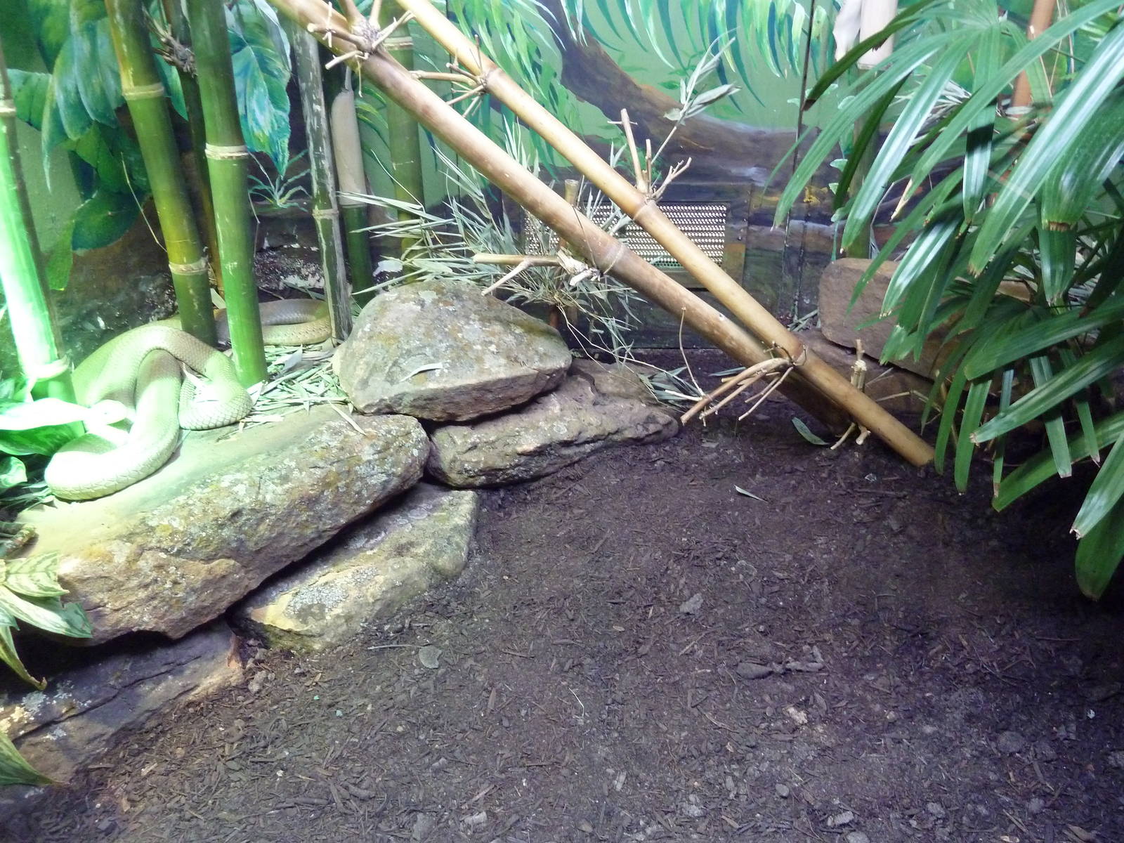 Reptile House - King Cobra Exhibit