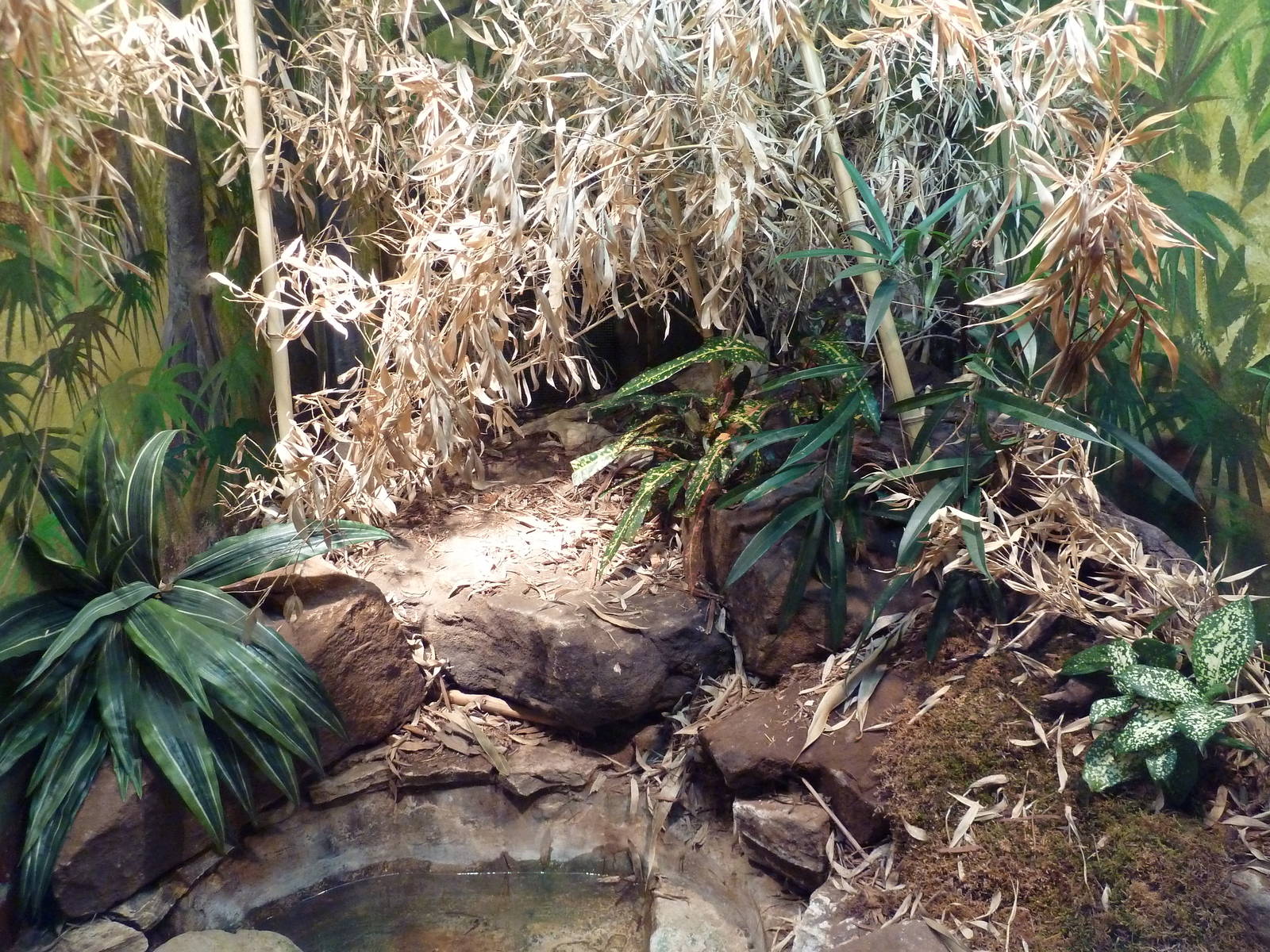 Reptile House - King Cobra Exhibit