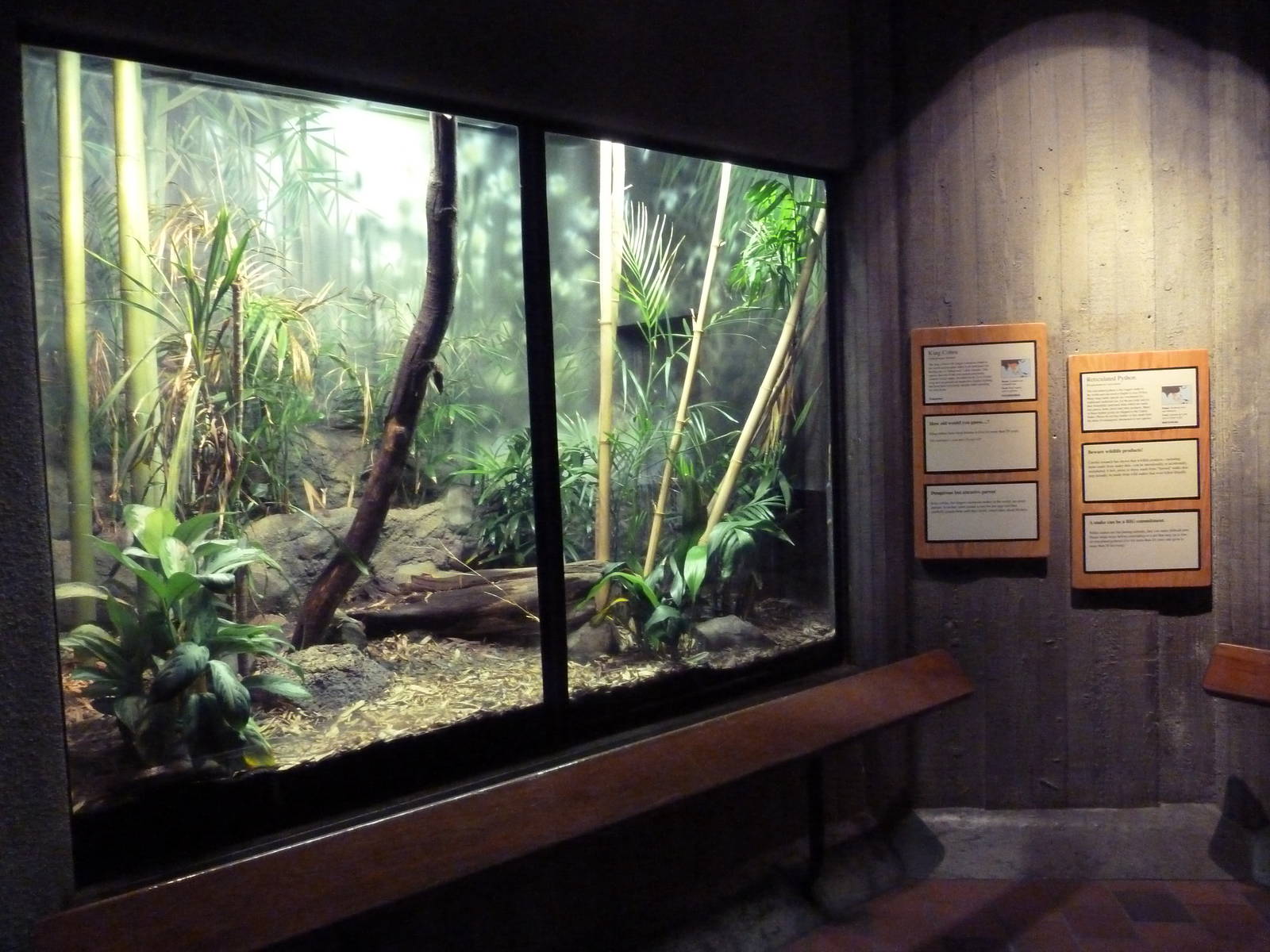 Reptile House - King Cobra Exhibit