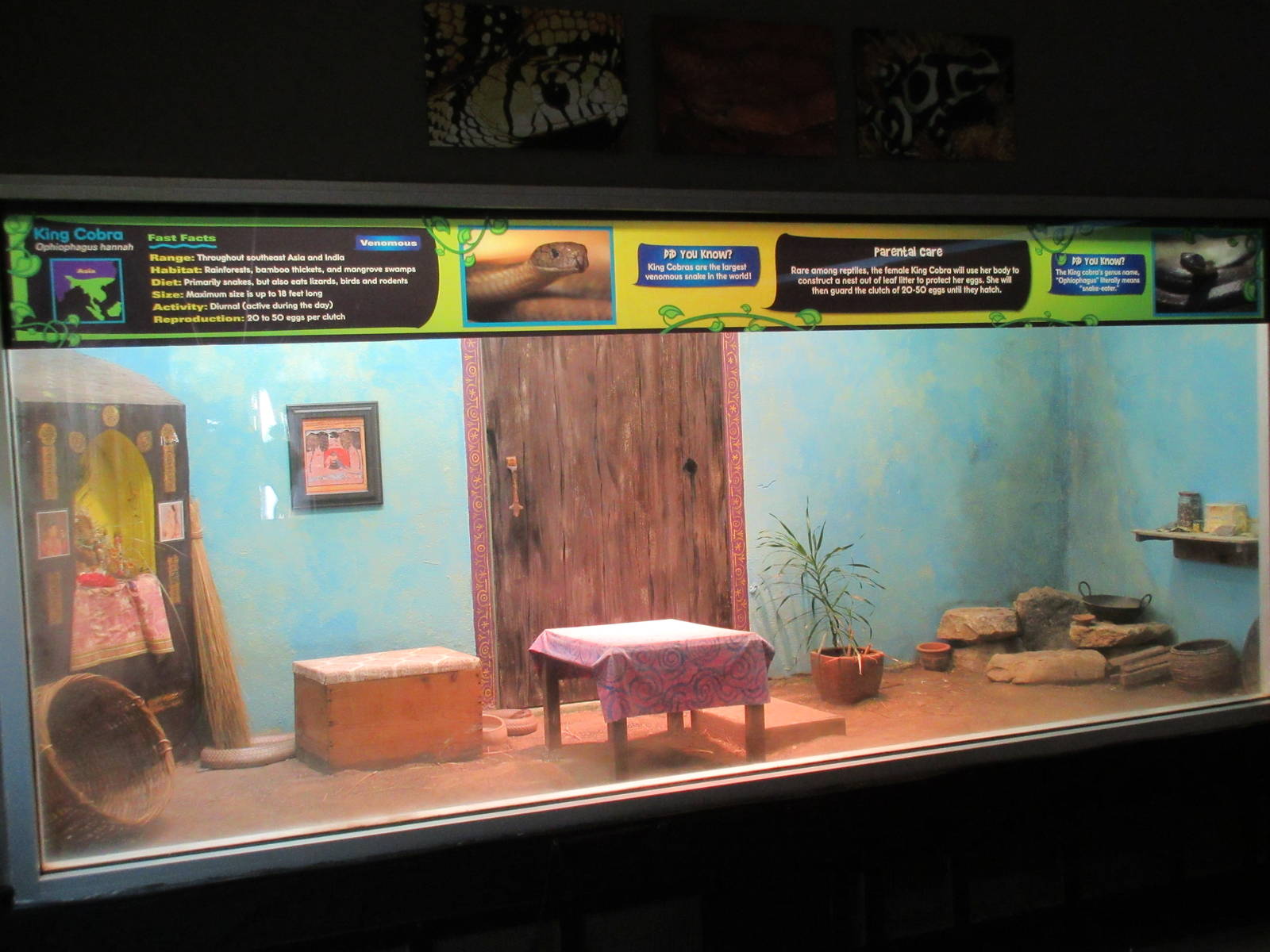 Reptile House - King Cobra Exhibit