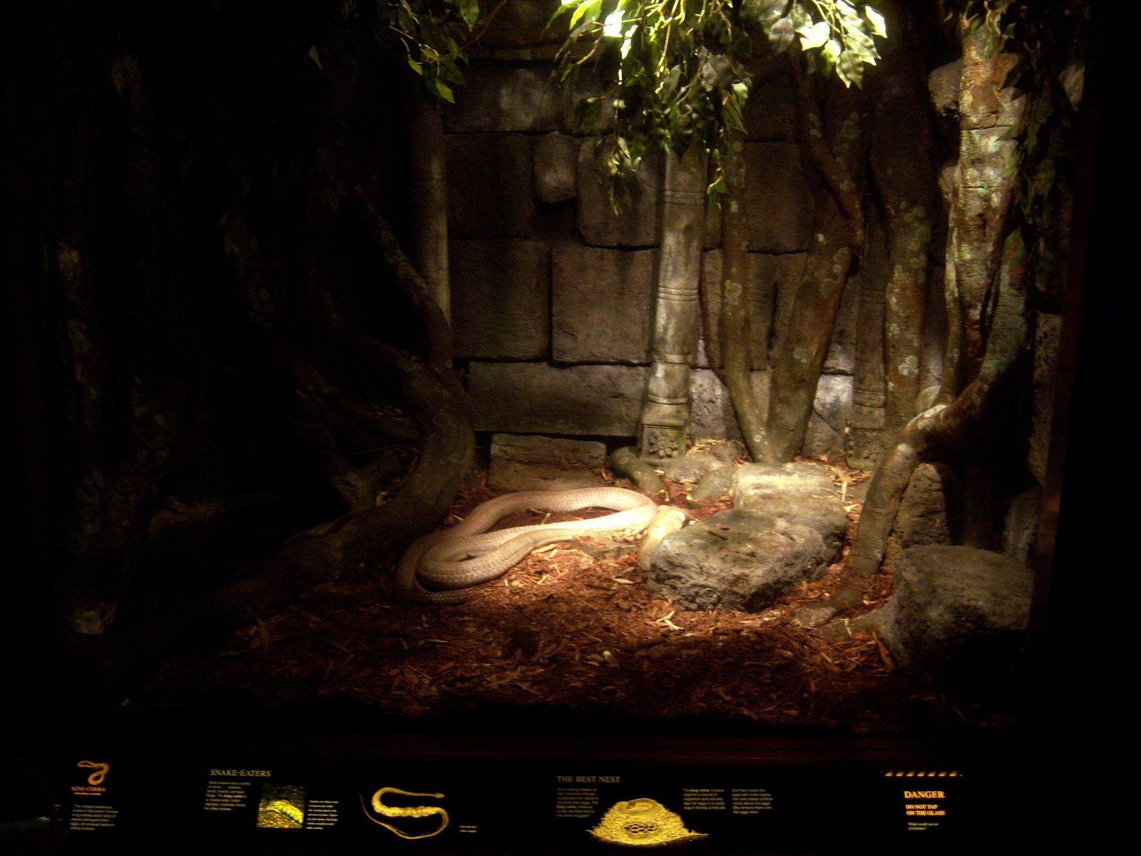 Reptile House - King Cobra Exhibit