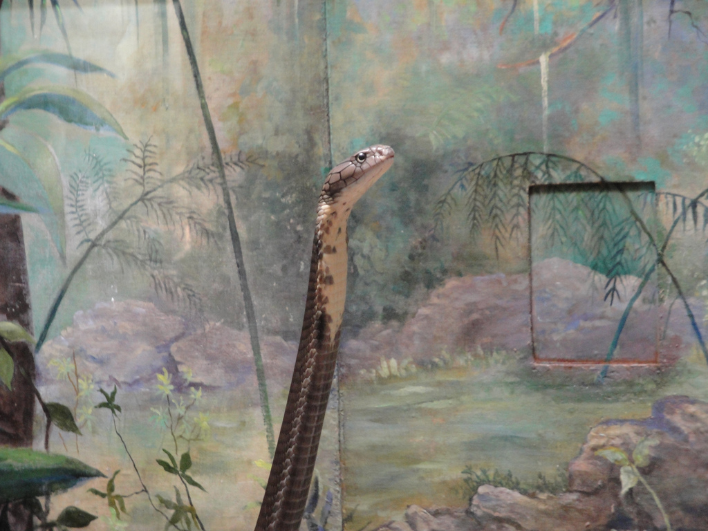 Reptile House - King Cobra