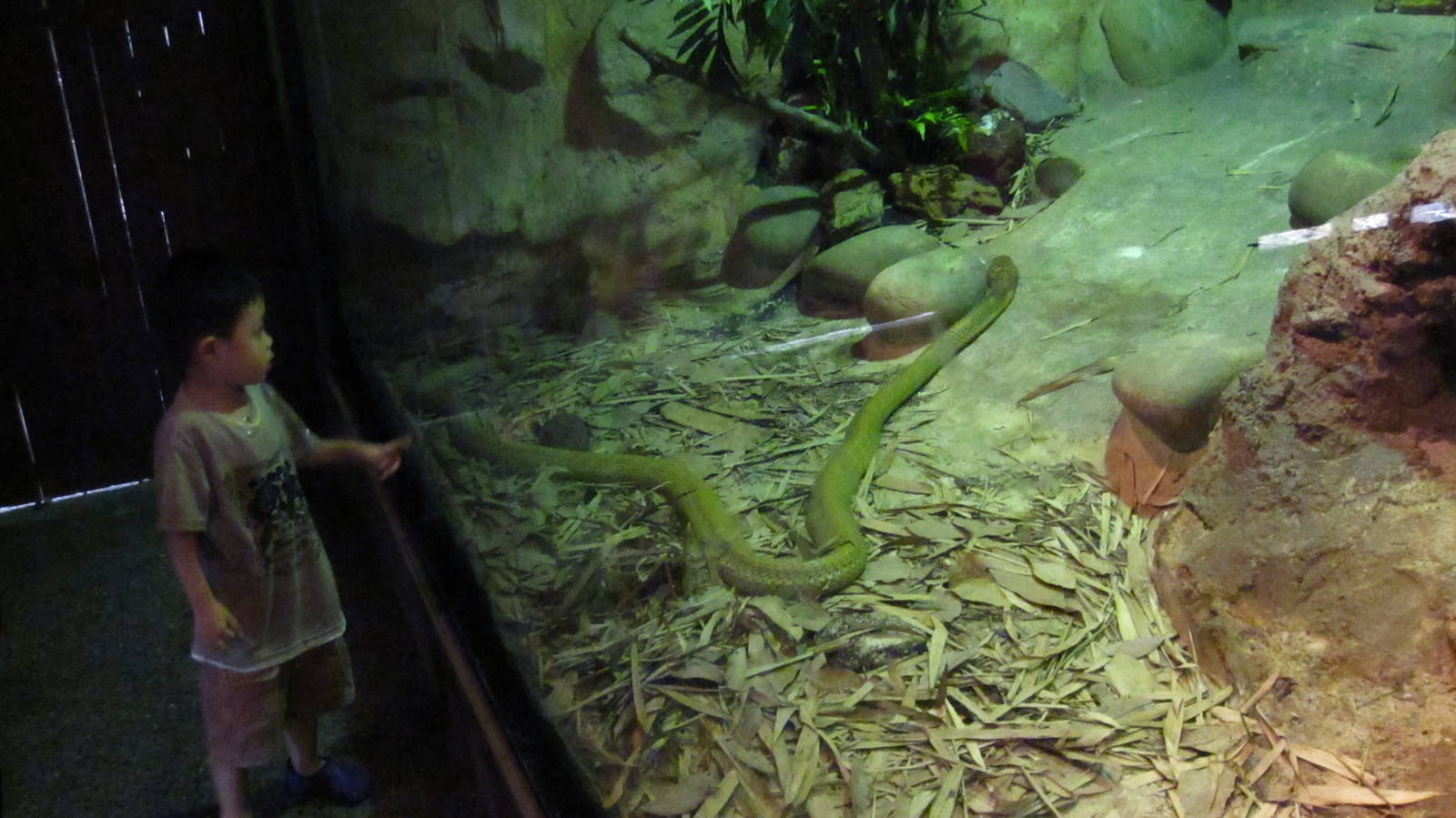 Reptile House - King Cobra