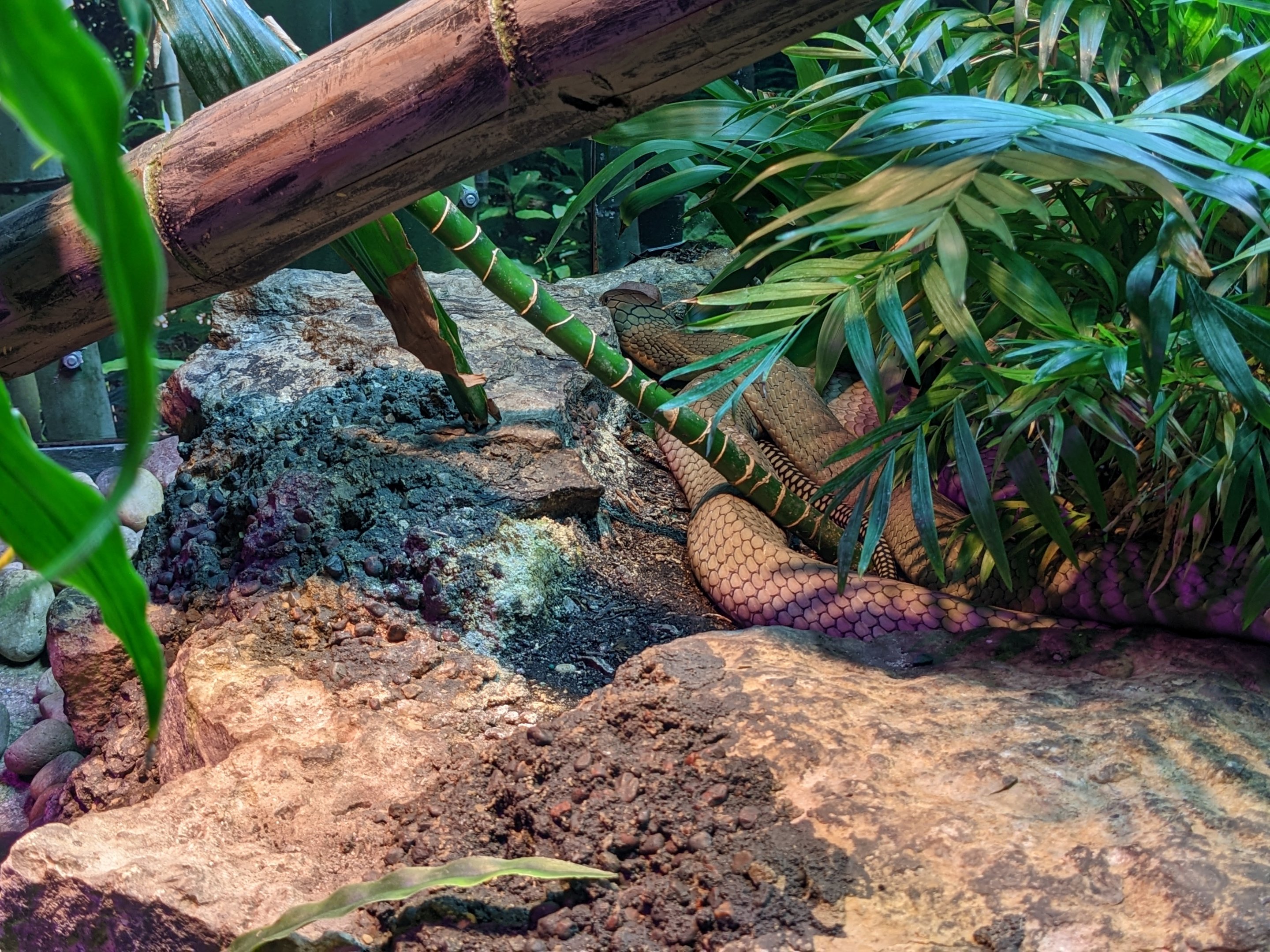 Reptile House - King cobra