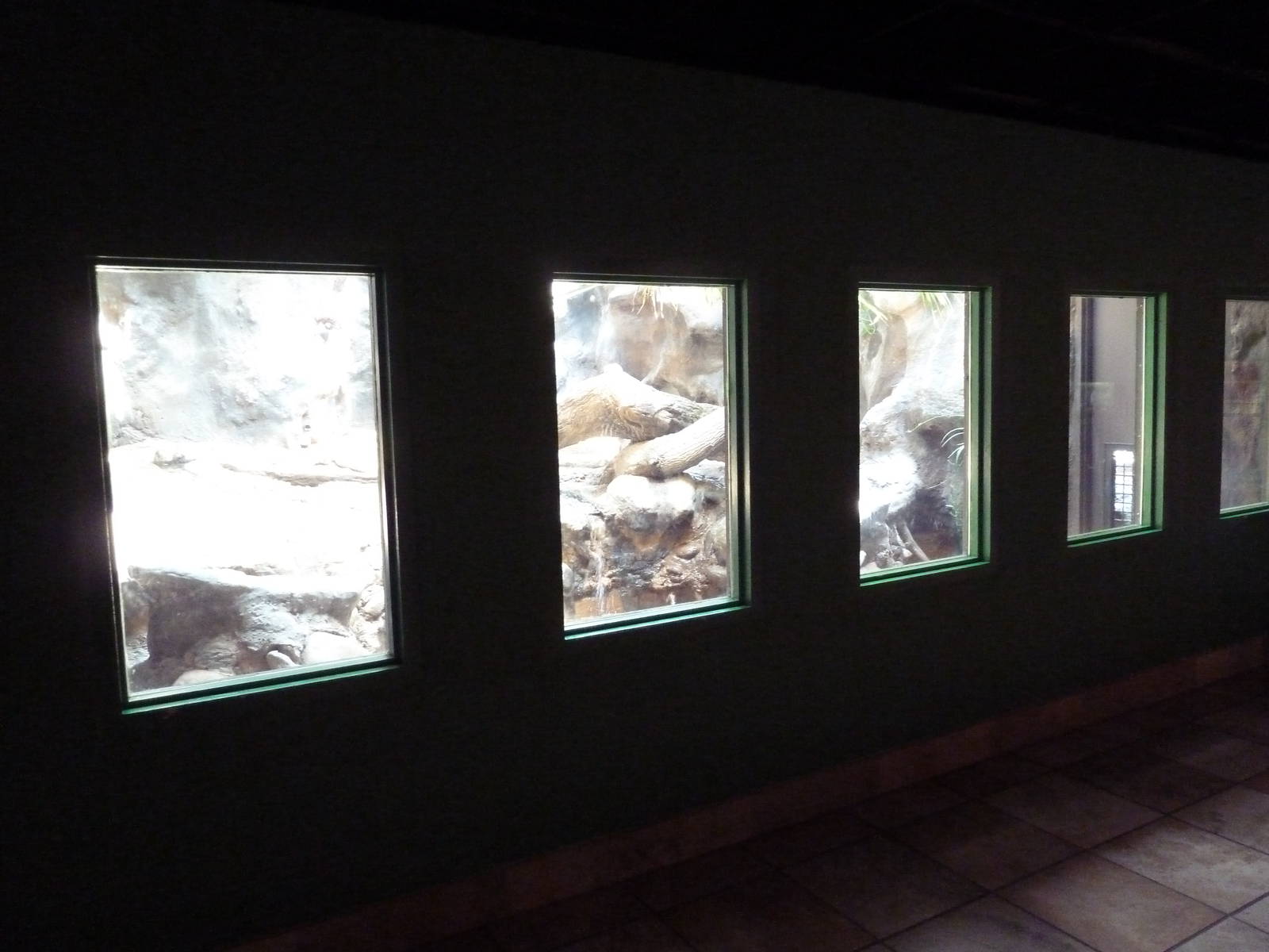 Reptile House - Komodo Dragon Exhibit