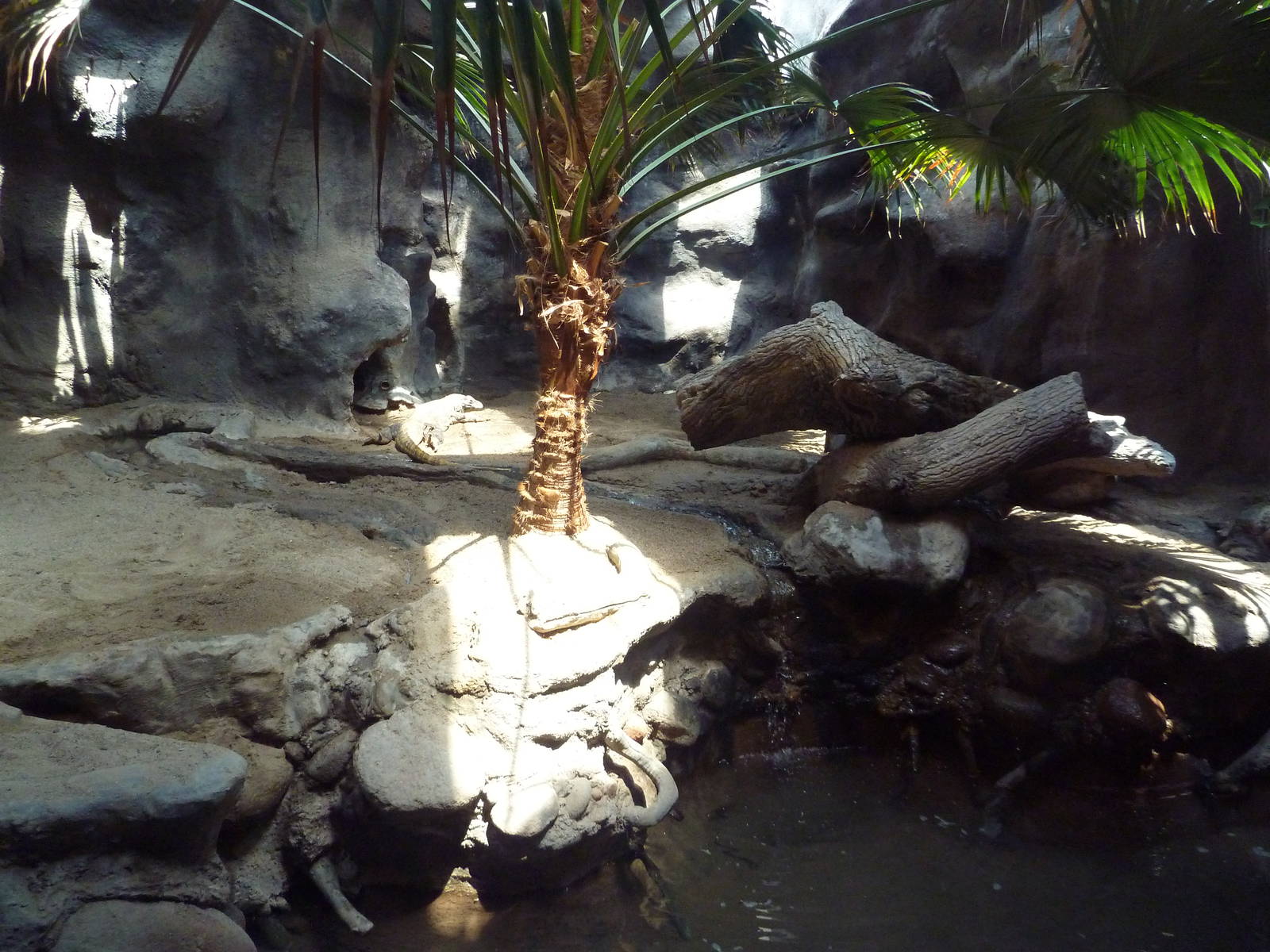 Reptile House - Komodo Dragon Exhibit