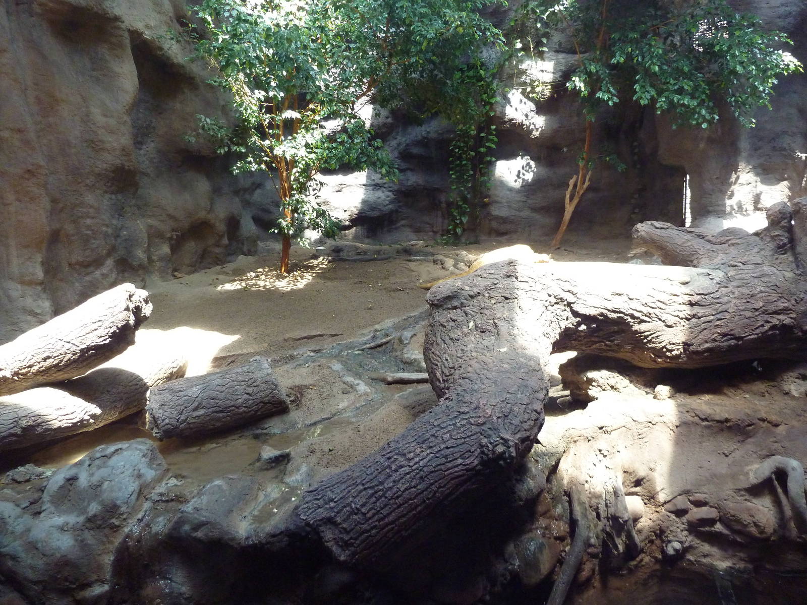 Reptile House - Komodo Dragon Exhibit
