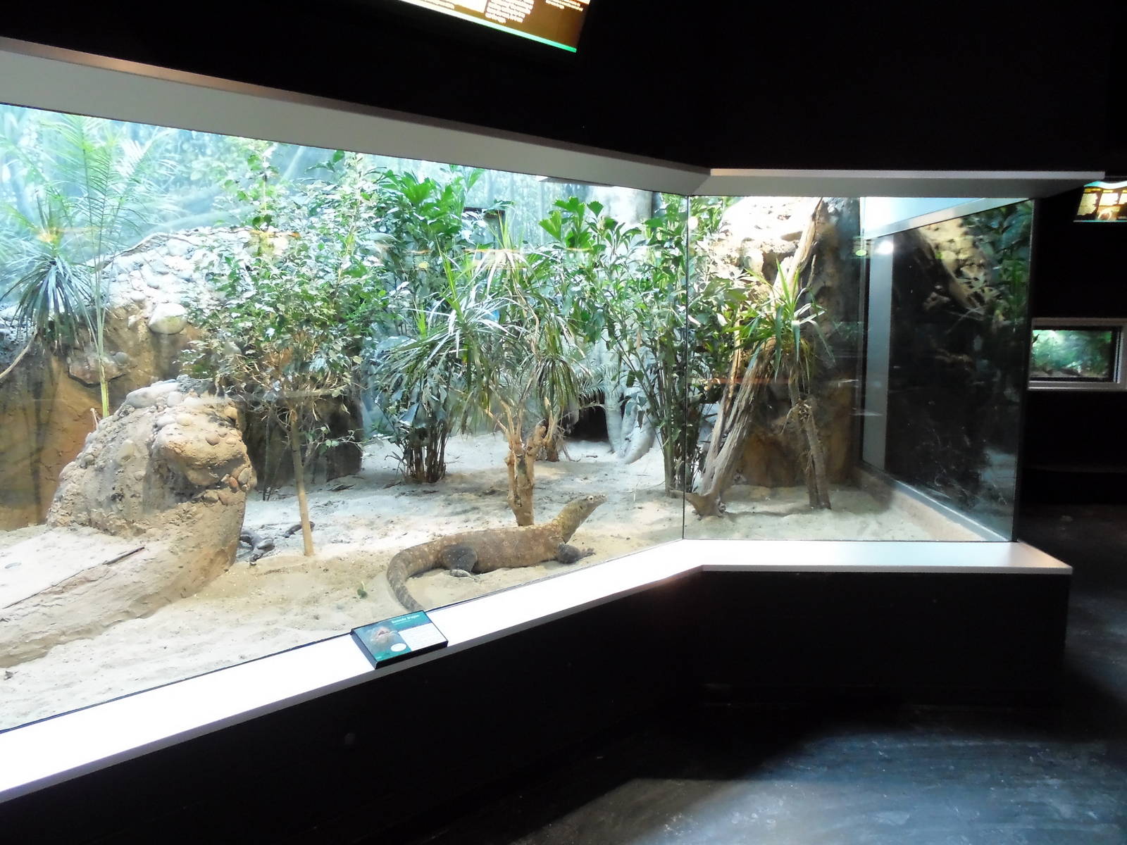 Reptile House - Komodo Dragon Exhibit