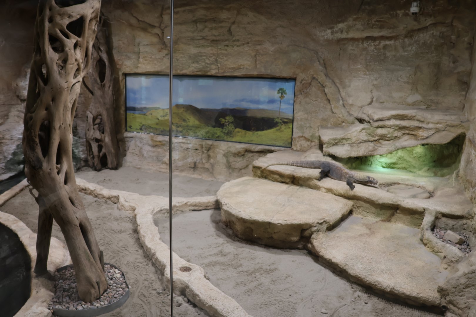 Reptile House - Komodo dragon (Varanus komodoensis)