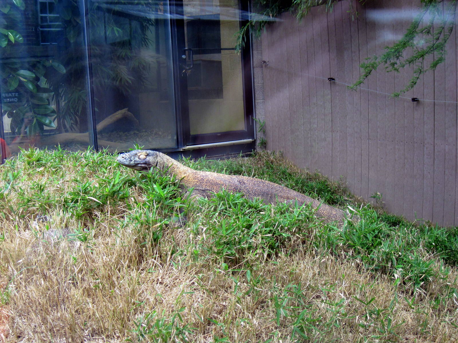 Reptile House-Komodo Dragon